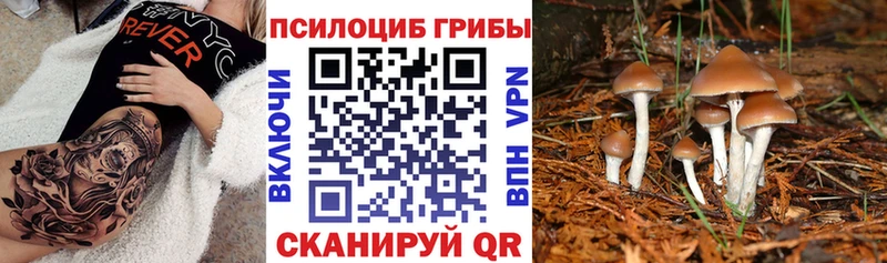 мега зеркало  Выкса  Галлюциногенные грибы Psilocybine cubensis 
